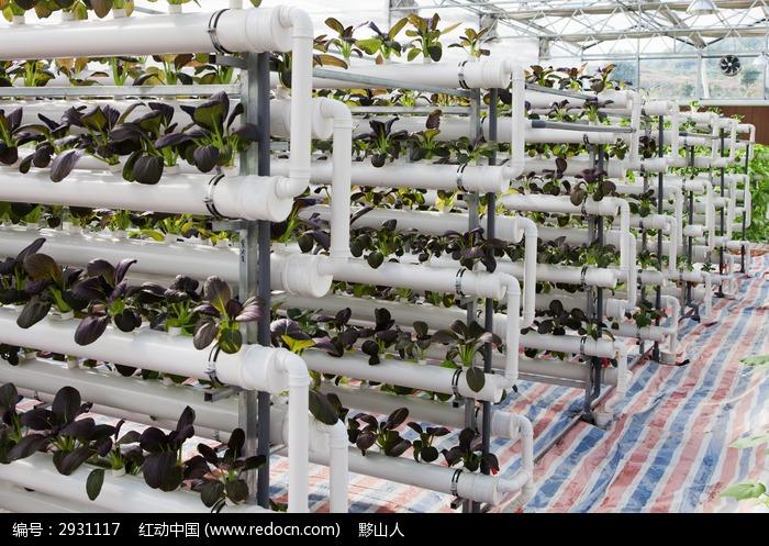 高科技大棚：开启蔬菜种植新未来