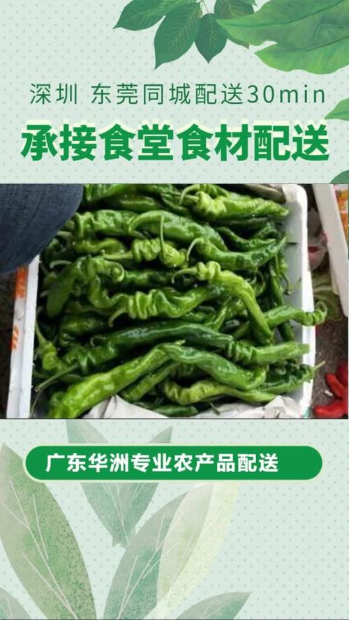 蔬菜批发配送：开启新鲜食材新体验