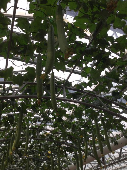 探索蔬菜高科技示范园的魅力