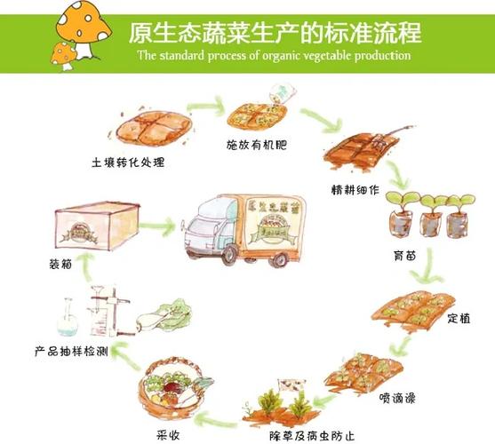 鄂尔多斯绿色蔬菜：开启健康生活新篇