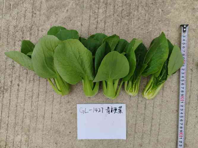 优质青梗菜：GL – 1427品种的魅力