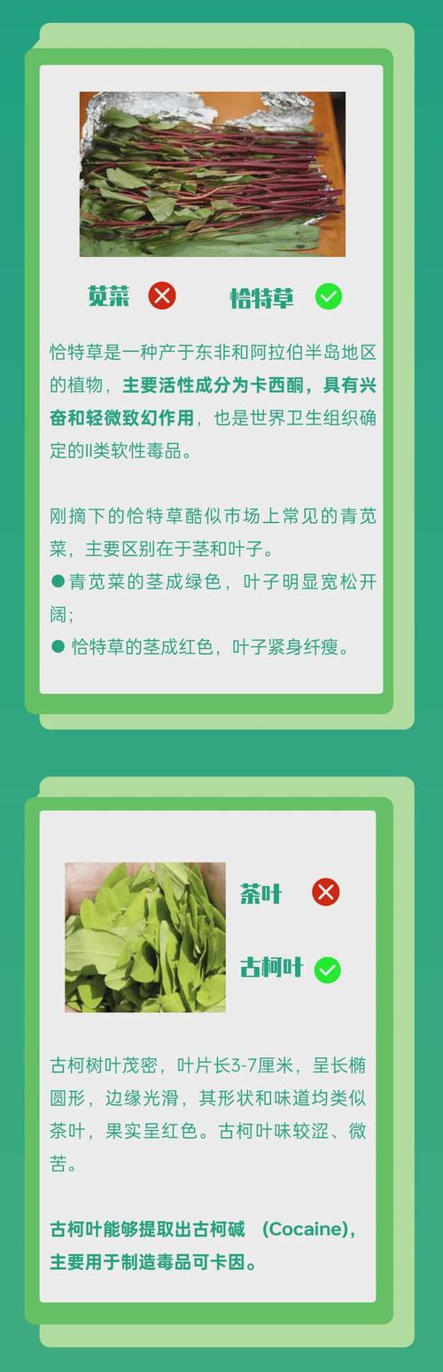 警惕！这些特殊‘蔬菜’，究竟是药还是菜