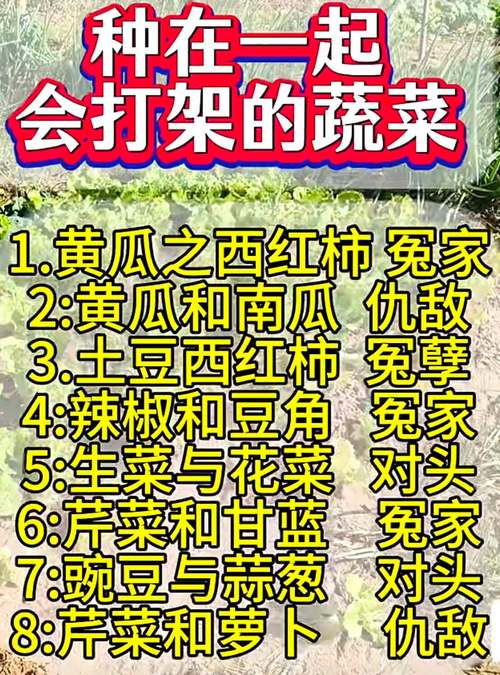 蔬菜种植小知识：那些“合不来”的蔬菜组合