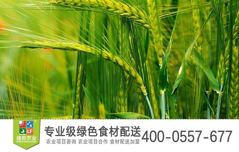 生态农业平台：互联网赋能下的创新发展