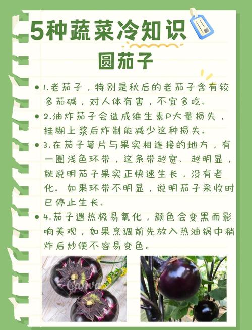 蔬菜冷知识大揭秘：探索圆茄子的奥秘与更多