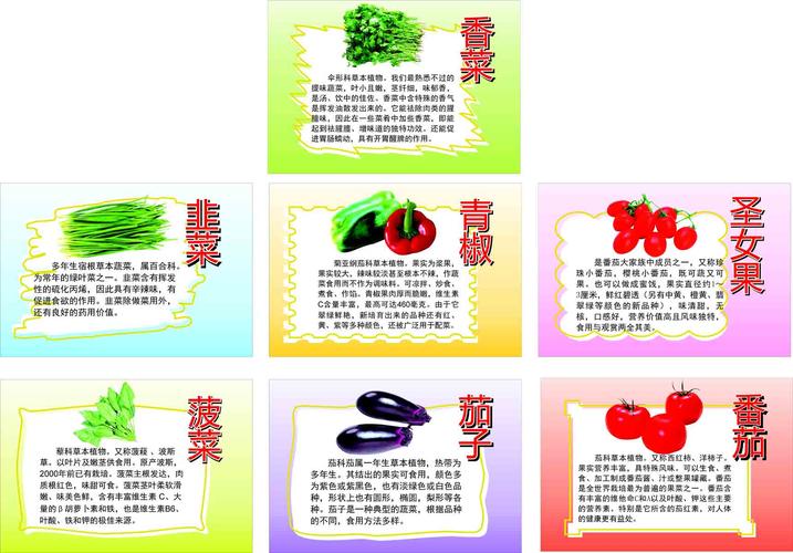 蔬菜的奇妙世界：种类与价值