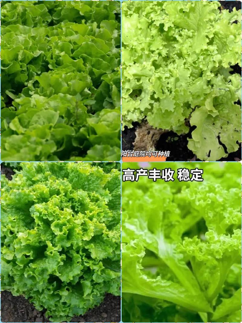 美国大速生菜：耐热高产的优质蔬菜选择